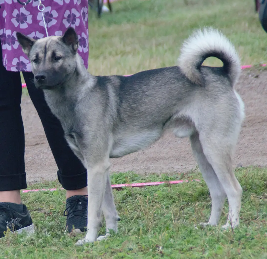 A Kishu Ken