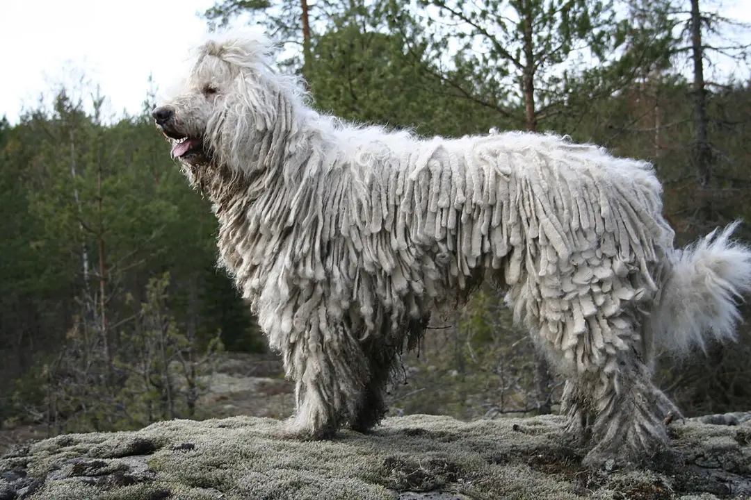A Komondor