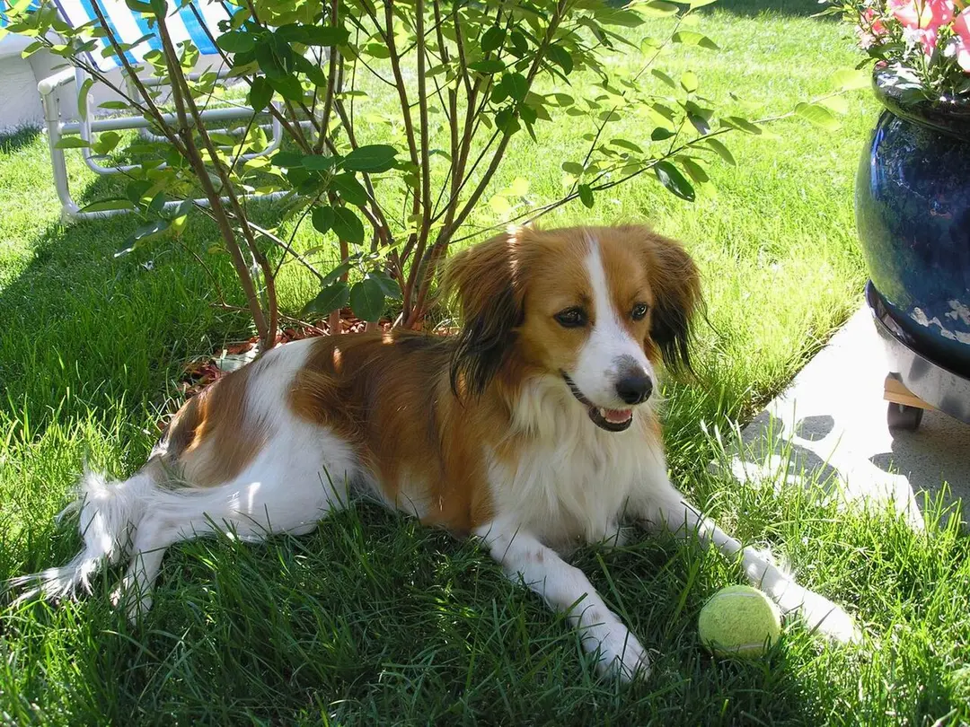 A Kooikerhondje