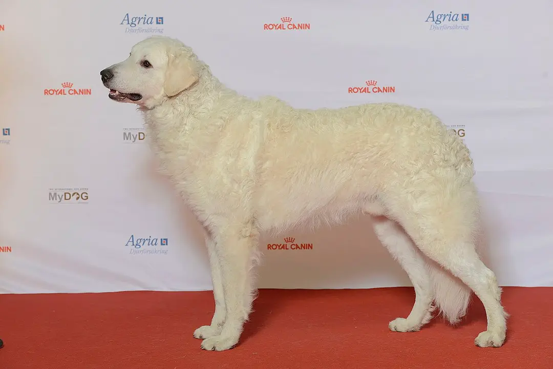 A Kuvasz