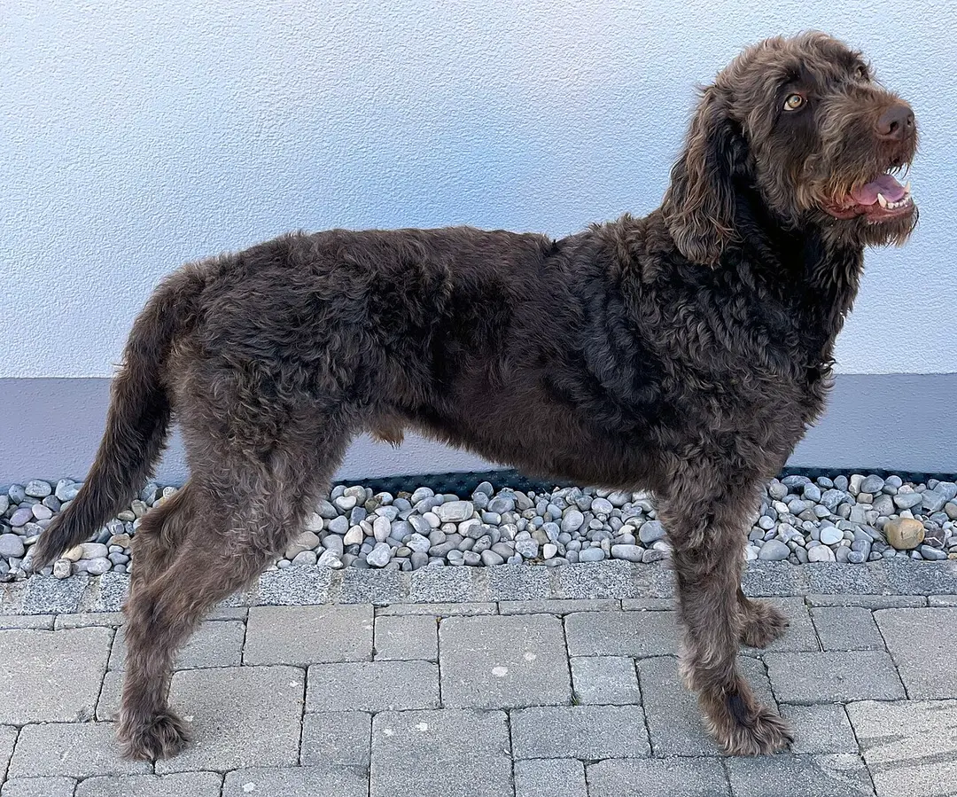 A Labradoodle
