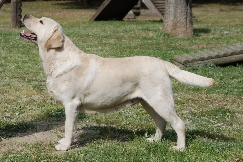 A Labrador Retriever