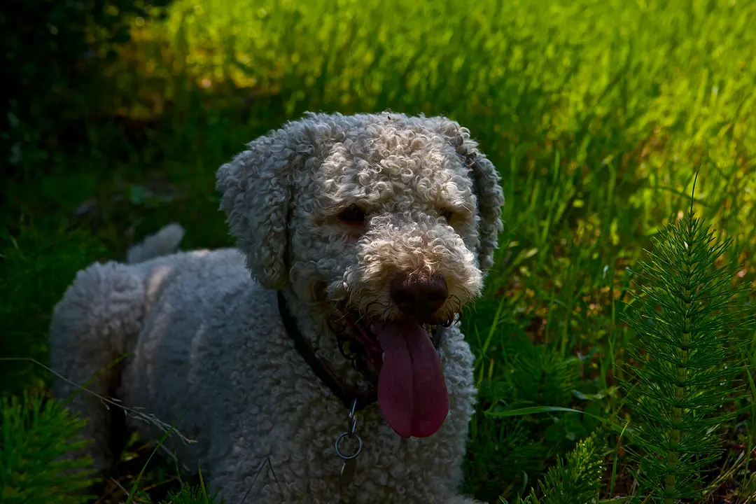 A Lagotto Romagnolo