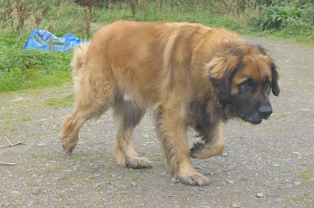 A Leonberger