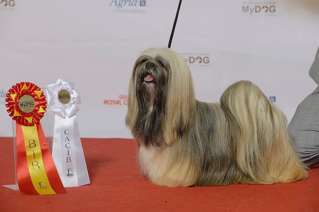 A Lhasa Apso