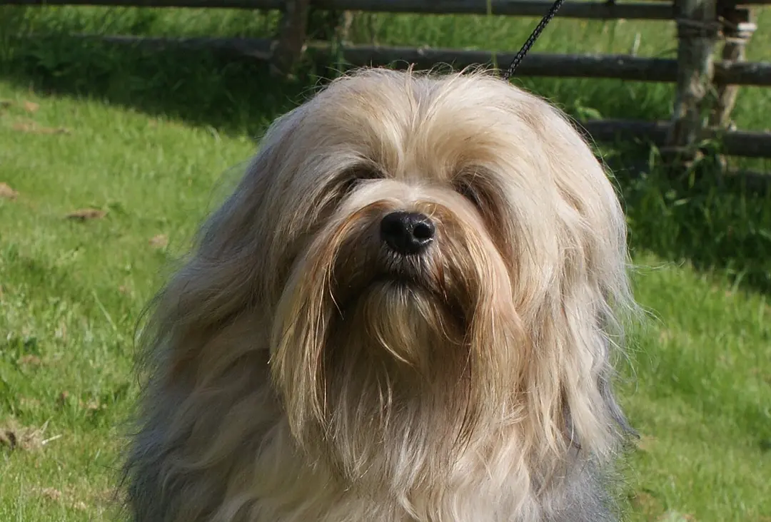 A Lowchen