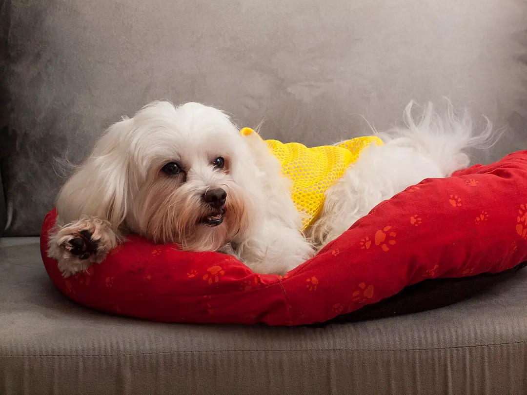 A Maltese
