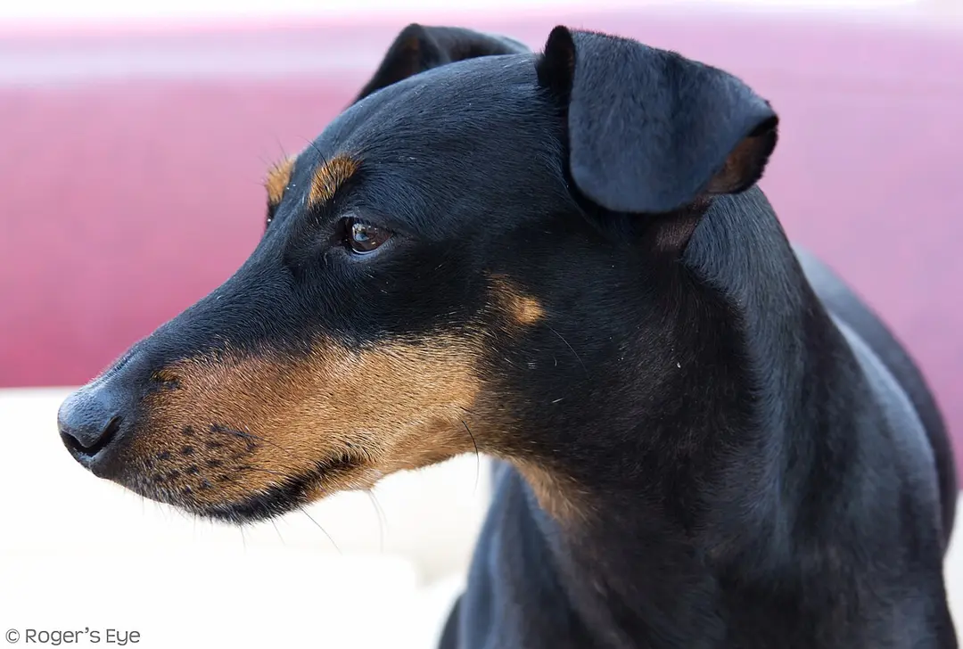 A Manchester Terrier