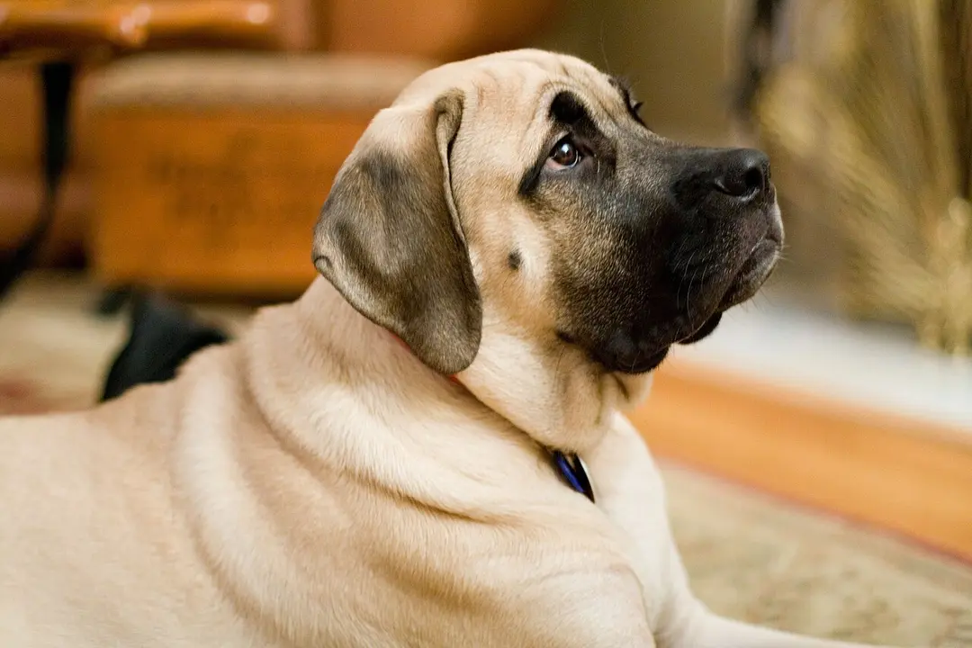 A Mastiff