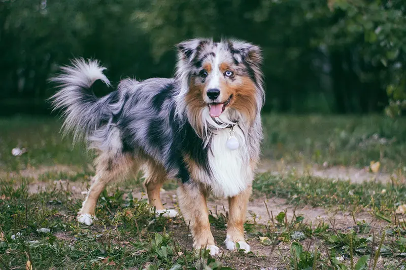 A Miniature American Shepherd