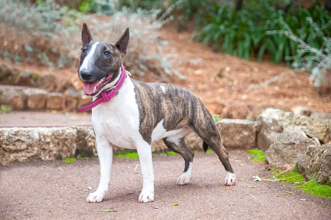 A Miniature Bull Terrier