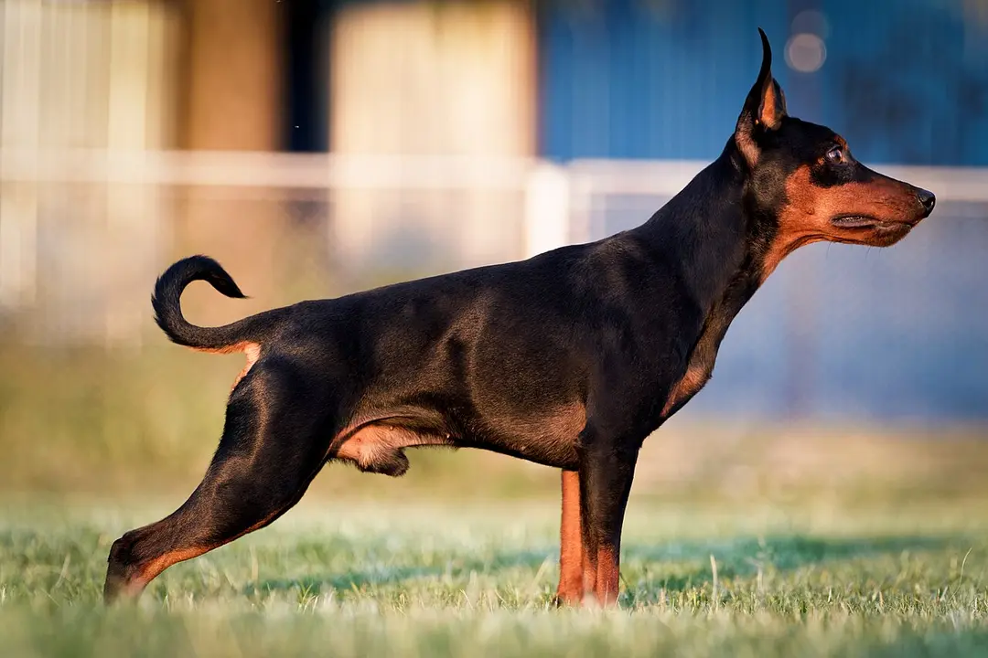A Miniature Pinscher