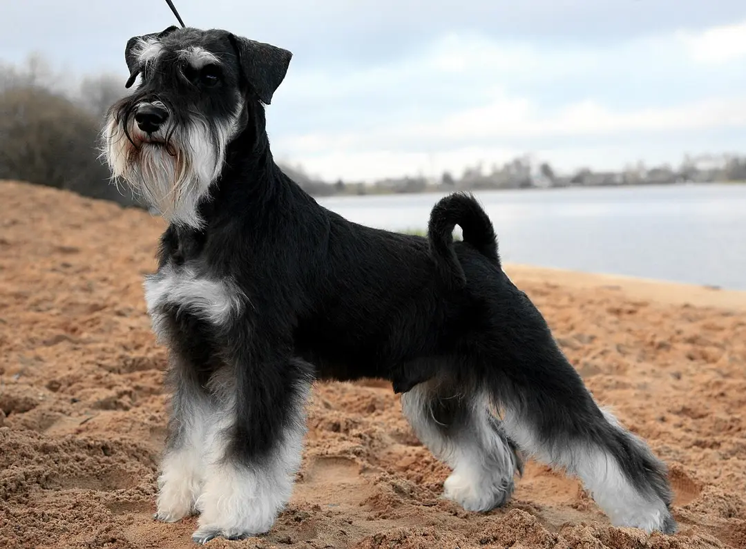 A Miniature Schnauzer