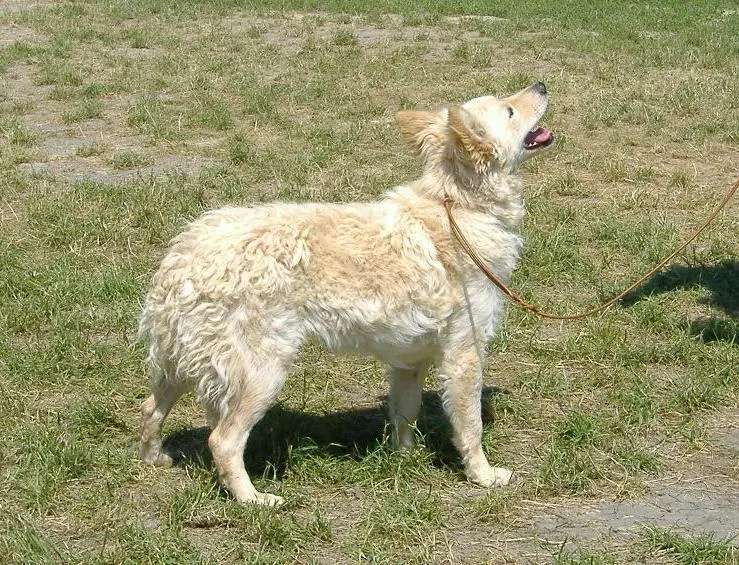 A Mudi