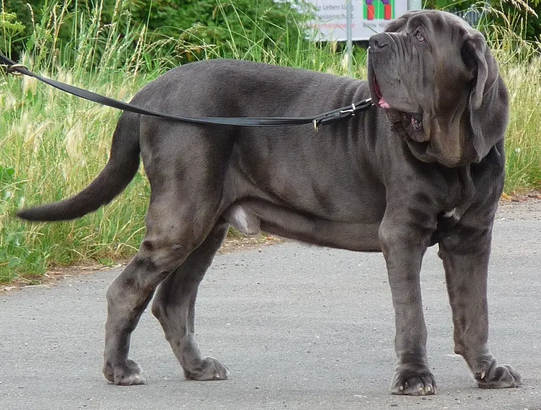 A Neapolitan Mastiff