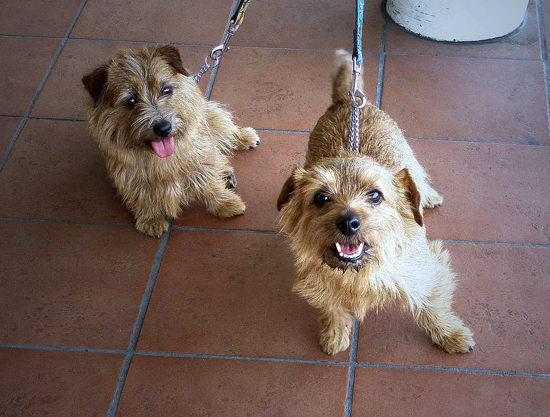 A Norfolk Terrier