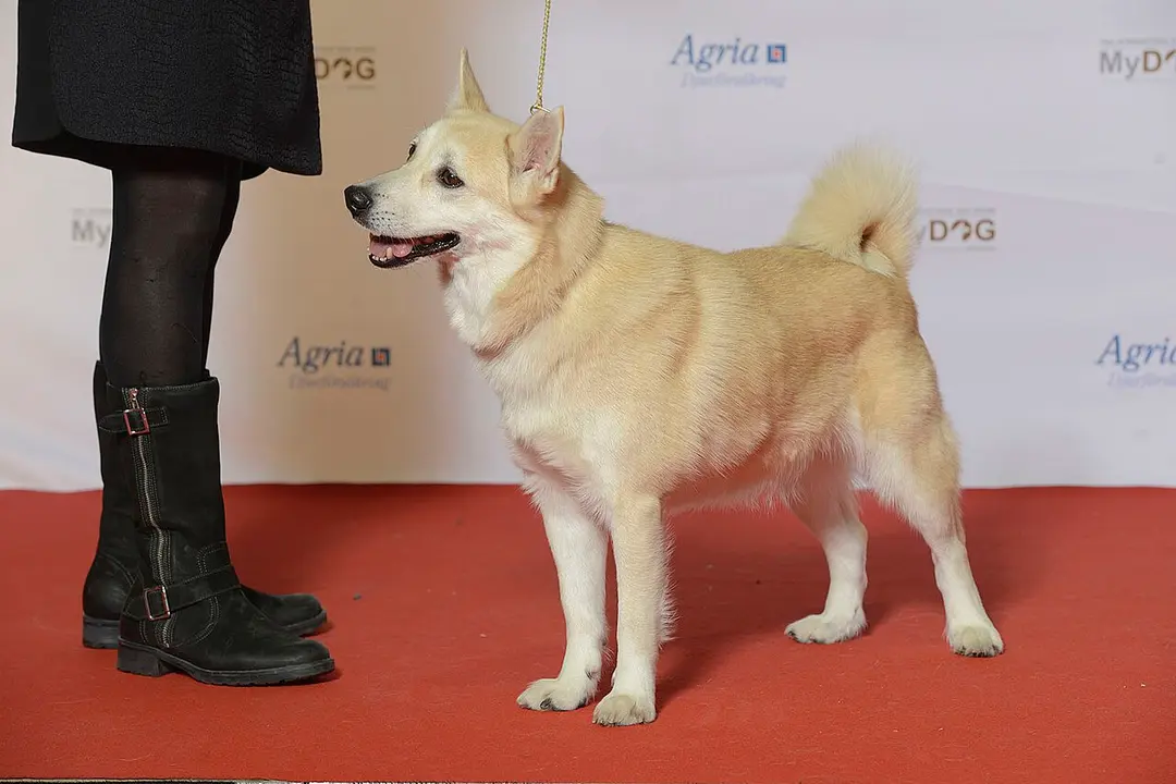 A Norwegian Buhund