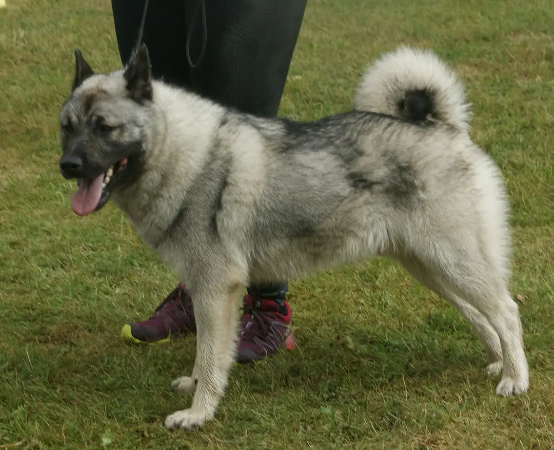 A Norwegian Elkhound