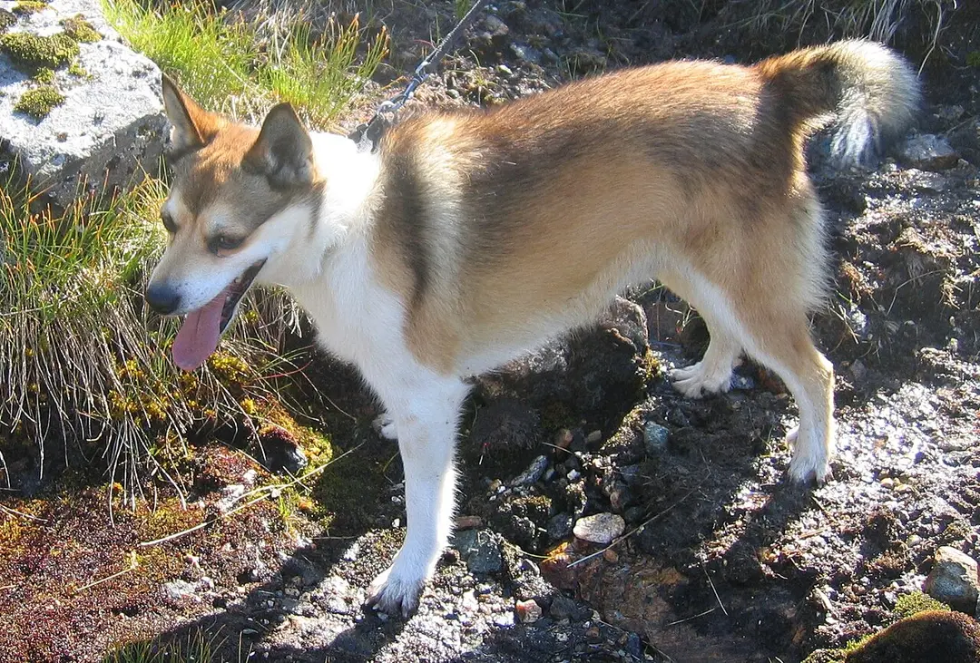 A Norwegian Lundehund