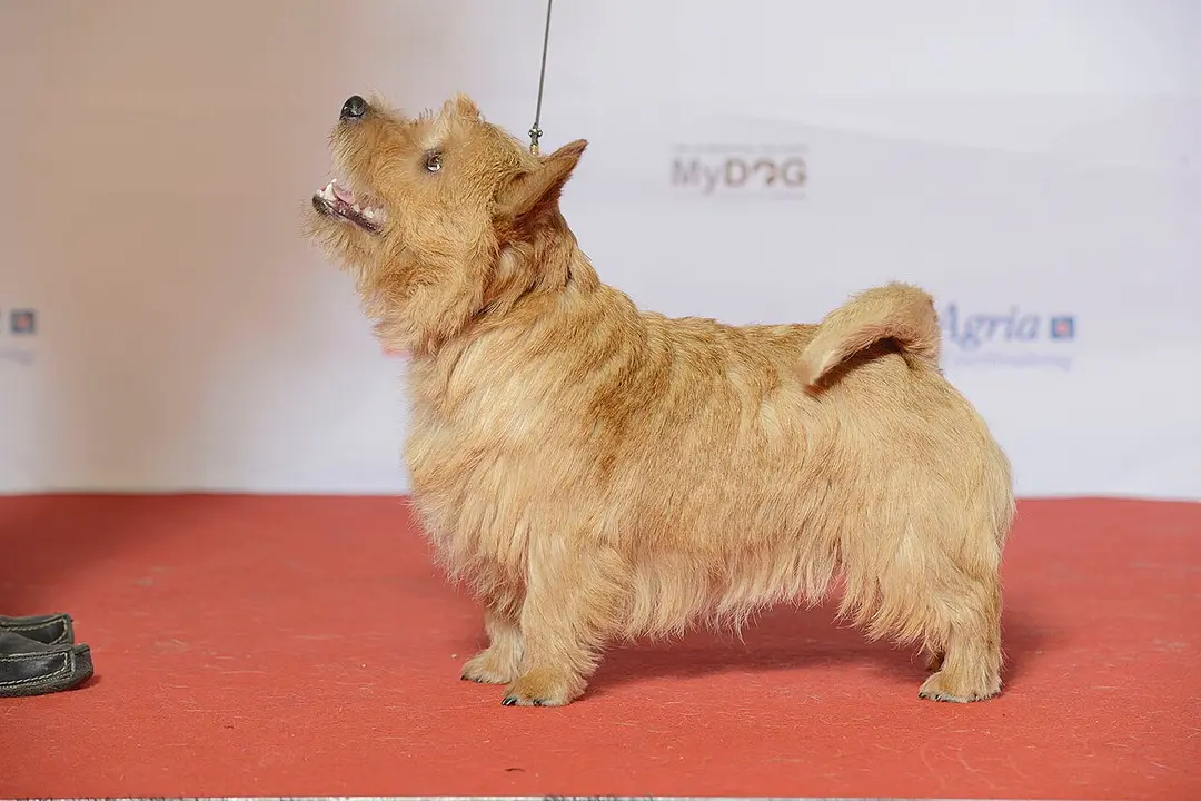 A Norwich Terrier