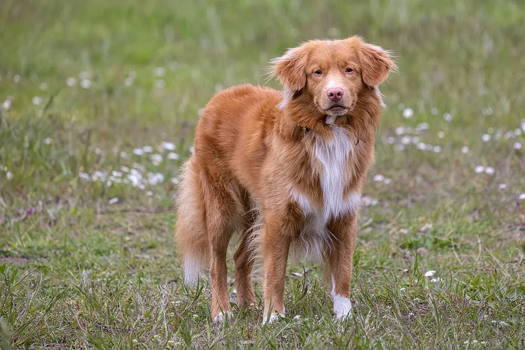 A Nova Scotia Duck Tolling Retriever