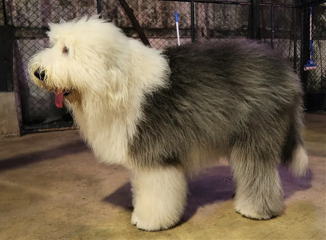 An Old English Sheepdog