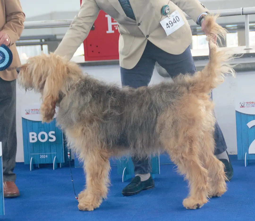 An Otterhound