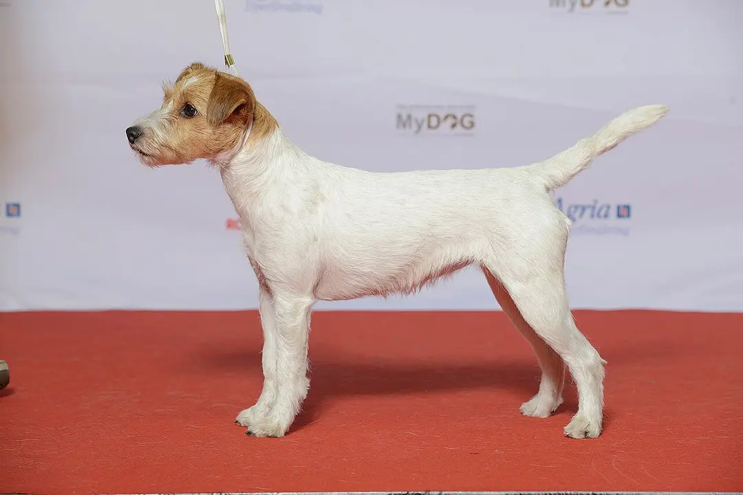 A Parson Russell Terrier