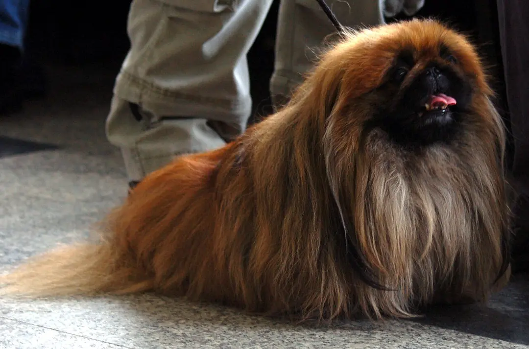 A Pekingese