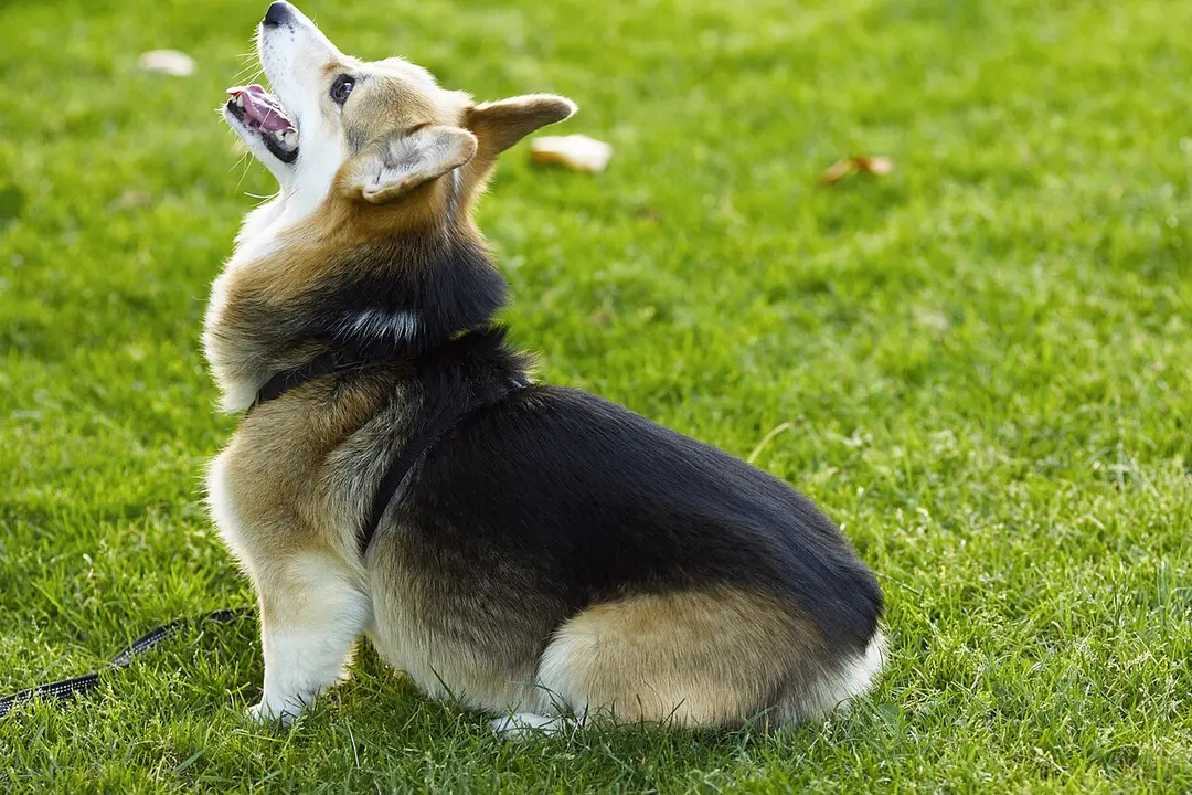 A Pembroke Welsh Corgi