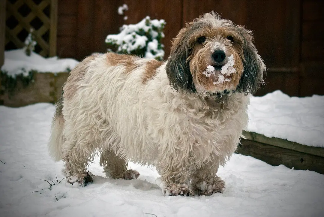 A Petit Basset Griffon Vendeen