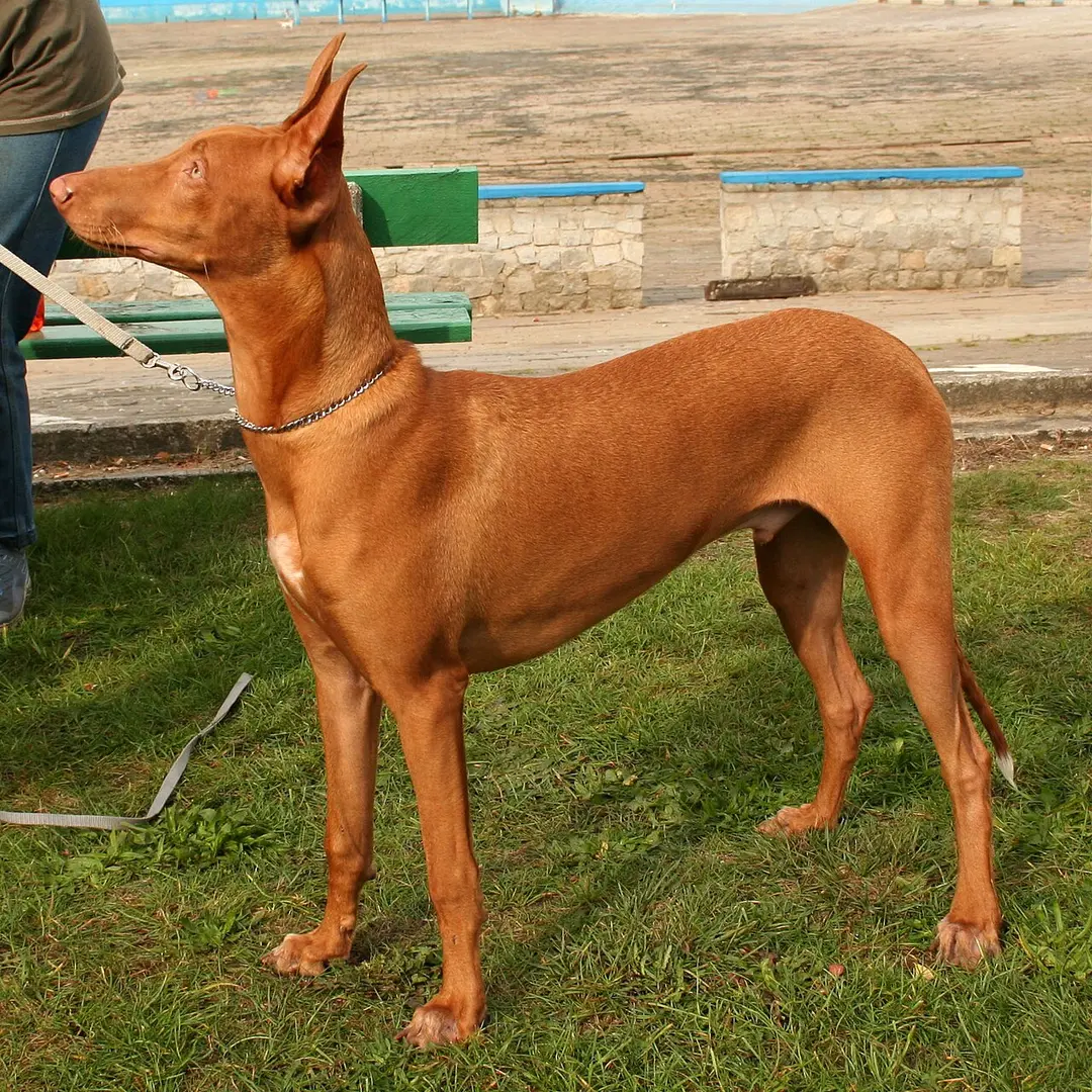 A Pharaoh Hound