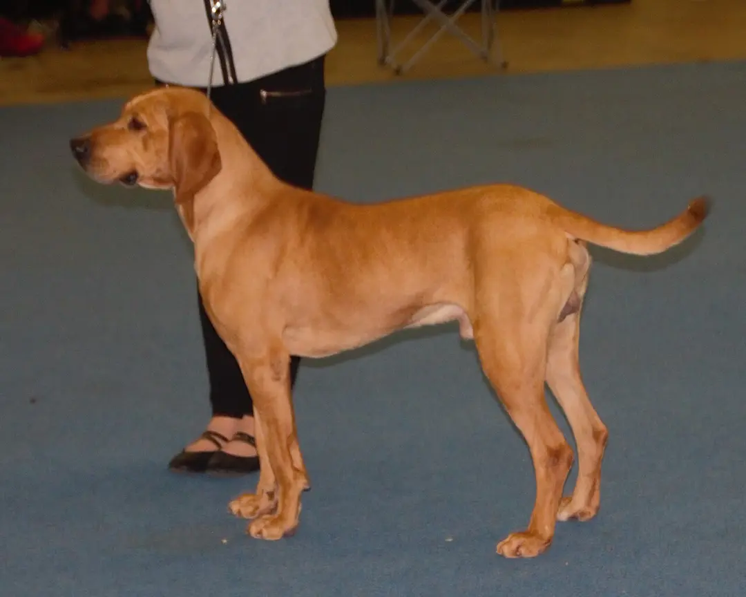 A Plott Hound