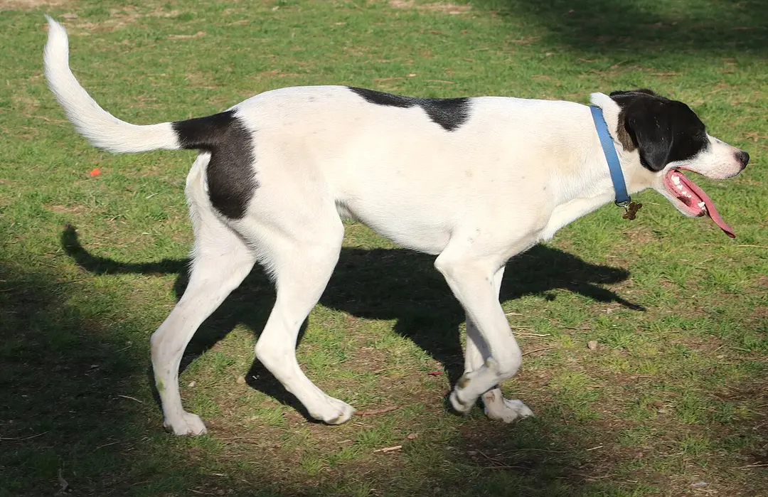 A Pointer
