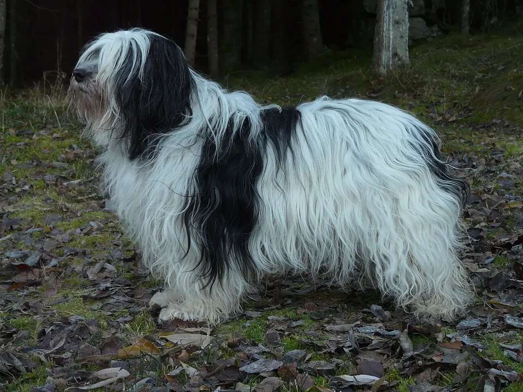 A Polish Lowland Sheepdog