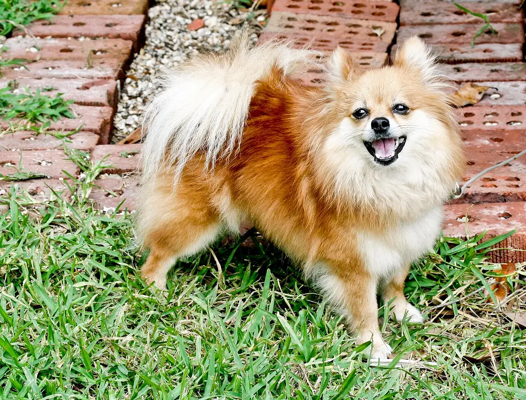 A Pomeranian