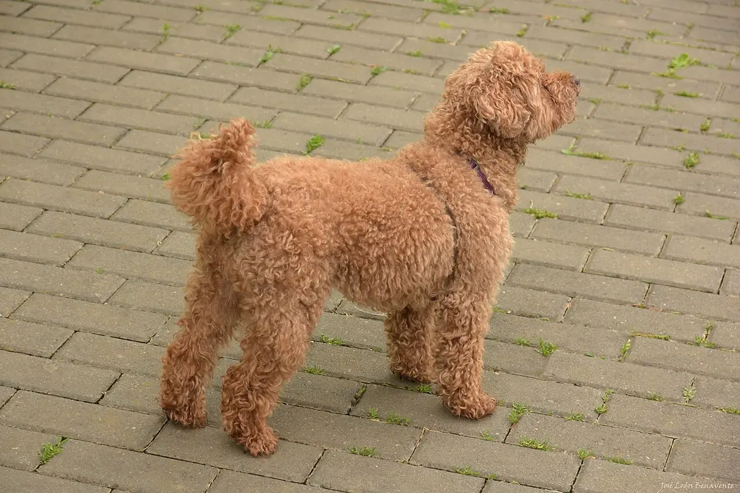 A Poodle