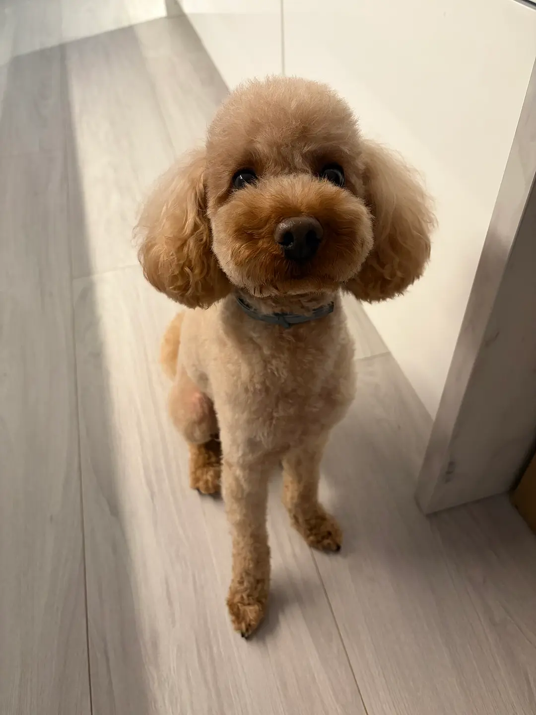 A Poodle (Miniature)