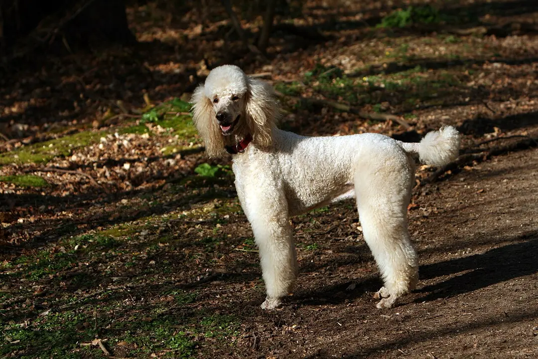 A Poodle (Standard)