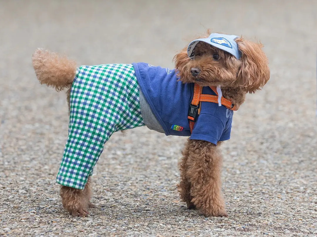 A Poodle (Toy)