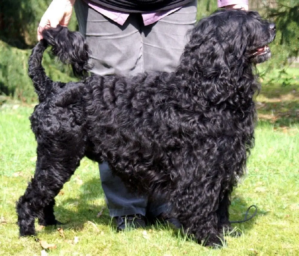 A Portuguese Water Dog