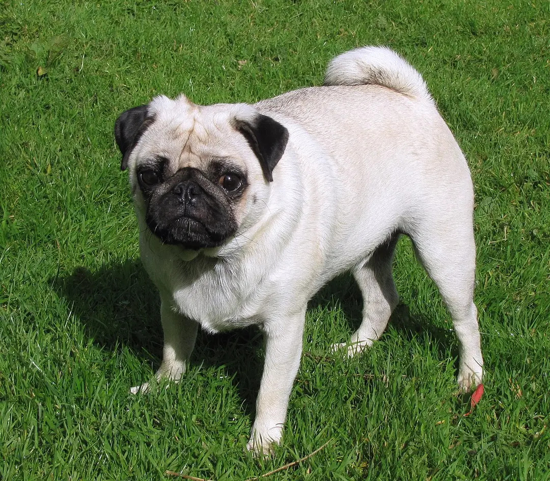 A Pug