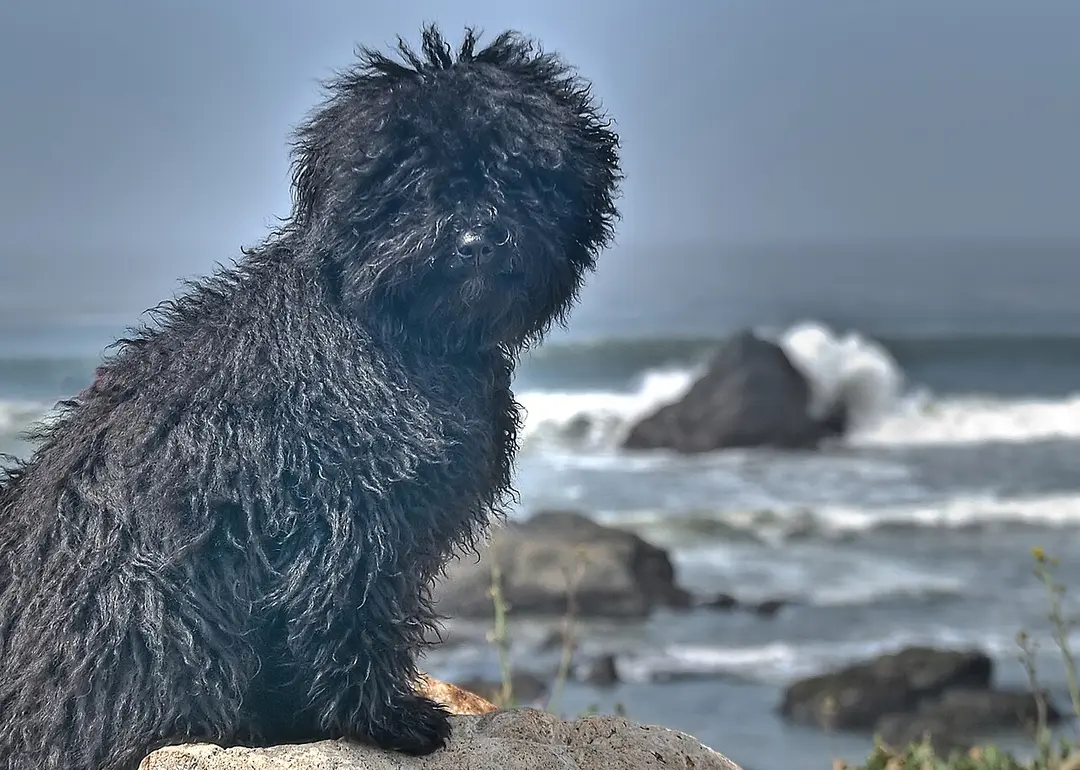 A Puli