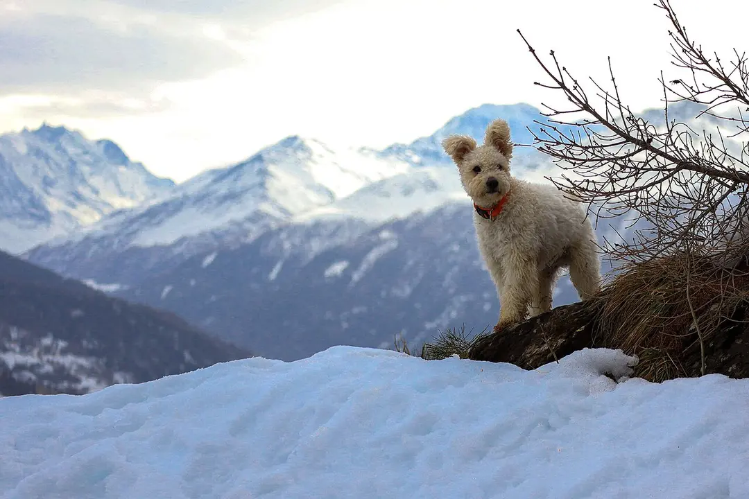 A Pumi