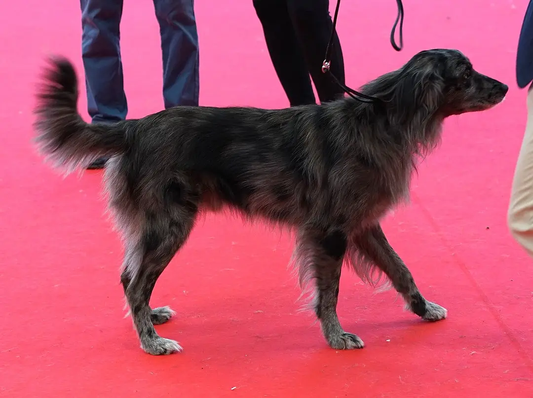 A Pyrenean Shepherd
