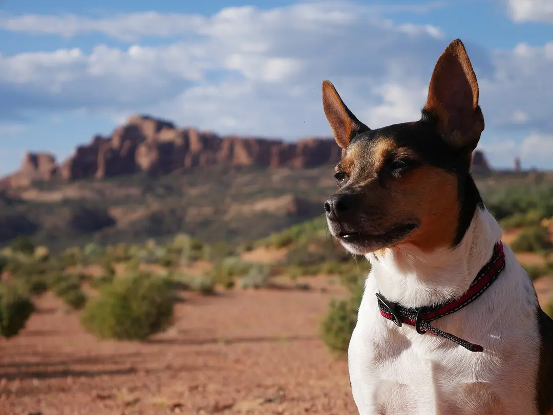 A Rat Terrier
