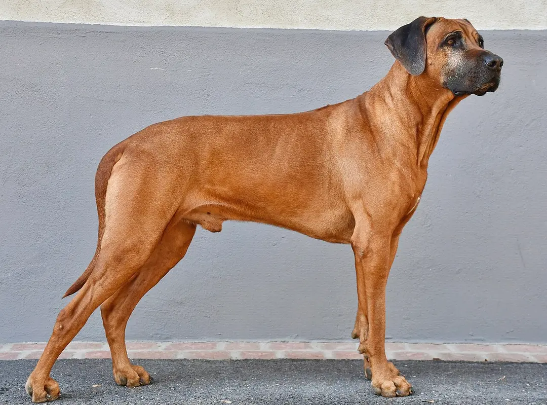 A Rhodesian Ridgeback
