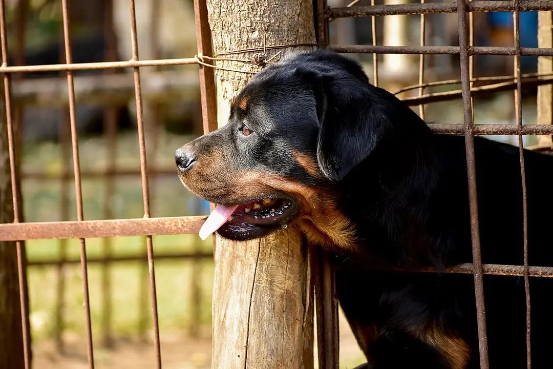 A Rottweiler