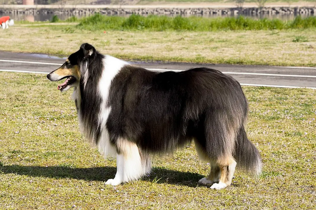A Rough Collie
