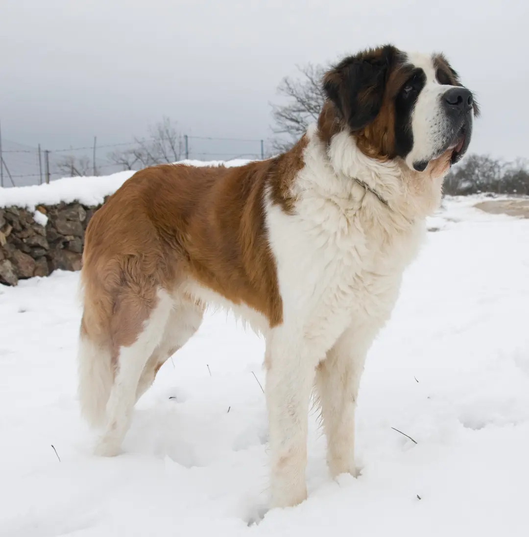 A Saint Bernard